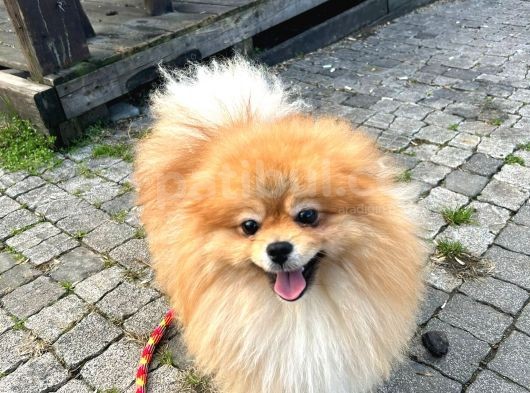 Full Class Pomeranian Boo Erkek