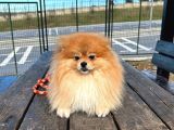 Full Class Pomeranian Boo Erkek