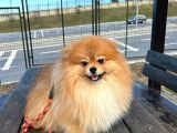 Full Class Pomeranian Boo Erkek