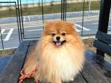 Full Class Pomeranian Boo Erkek