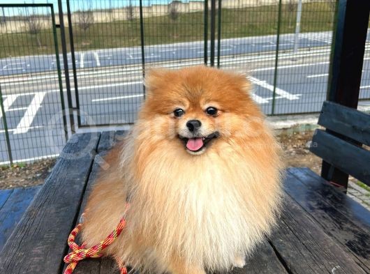 Full Class Pomeranian Boo Erkek görsel