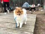 10 Aylık pomeranian Book dişi
