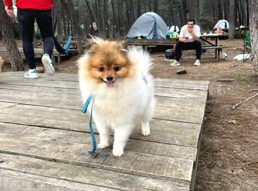 10 Aylık Pomeranian Book Dişi
