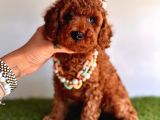Tüy Dökmeyen Toy Poodle Yavrular 