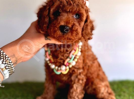 Tüy Dökmeyen Toy Poodle Yavrular  görsel