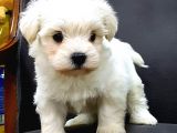 Ev Doğumu Maltese Bebegimiz