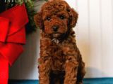 TOOY POODLE YAVRUMUZ 0 TEACUP 