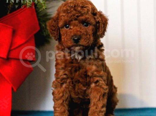 Tooy Poodle Yavrumuz 0 Teacup 