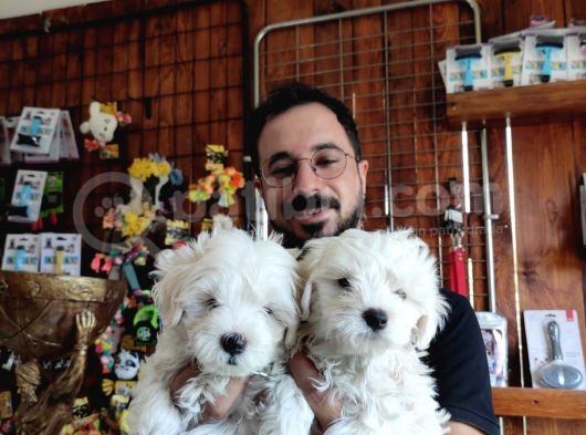 Bembeyaz Maltese Terri̇er 0 Numara görsel