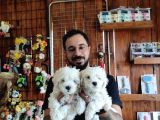 Bembeyaz Maltese Terri̇er 0 Numara