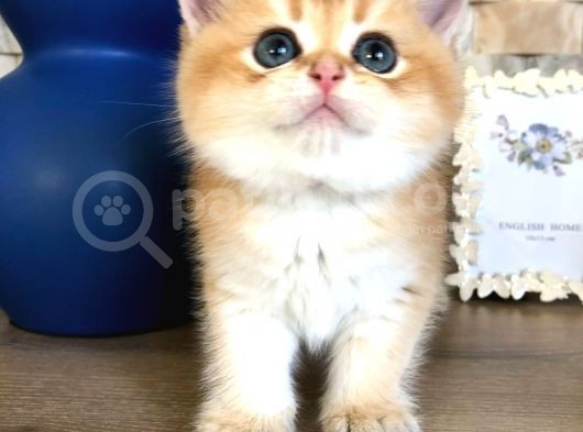 A Kalite Bri̇ti̇sh Shorthai̇r Golden  Yavrular görsel