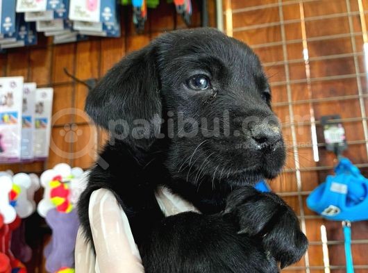Gecenin Incileri Siyah Labrador Retriever görsel