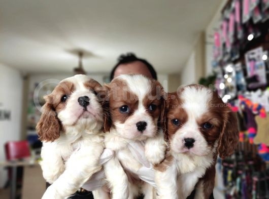 En Asil Irk Cavalier King Charles Spaniel görsel