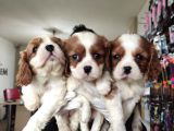 En Asil Irk Cavalier King Charles Spaniel