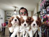 En Asil Irk Cavalier King Charles Spaniel
