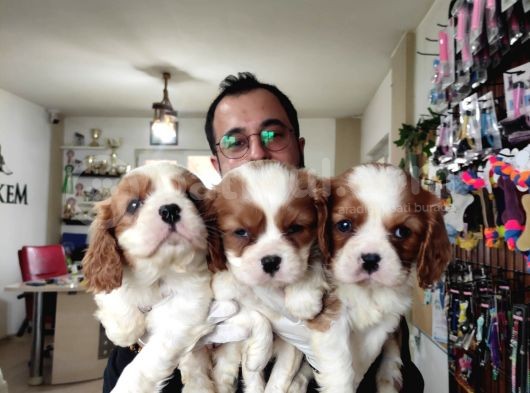 En Asil Irk Cavalier King Charles Spaniel görsel