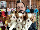 En Asil Irk Cavalier King Charles Spaniel