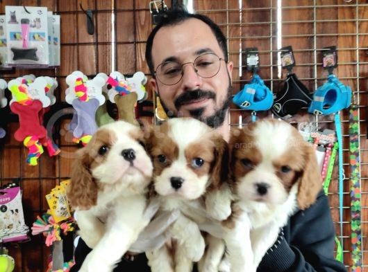 En Asil Irk Cavalier King Charles Spaniel görsel