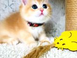 A Kalite Bri̇ti̇sh Shorthai̇r Golden  Yavrular