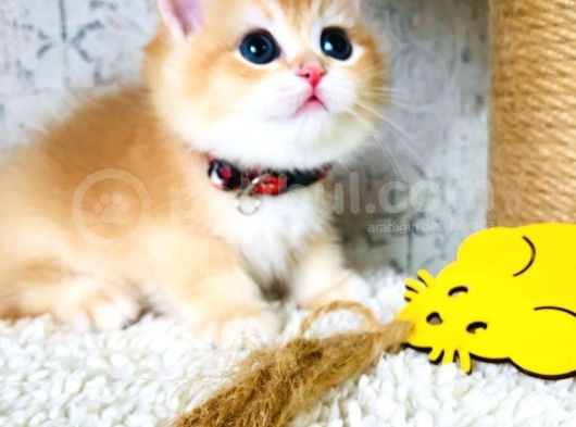 A Kalite Bri̇ti̇sh Shorthai̇r Golden  Yavrular görsel