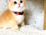 A Kalite Bri̇ti̇sh Shorthai̇r Golden  Yavrular