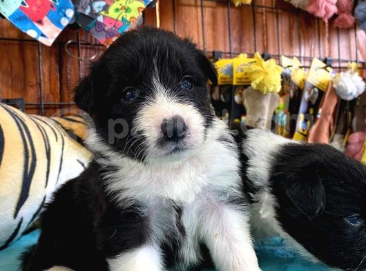 Dunyani̇n En Zeki̇ Irki Border Collie