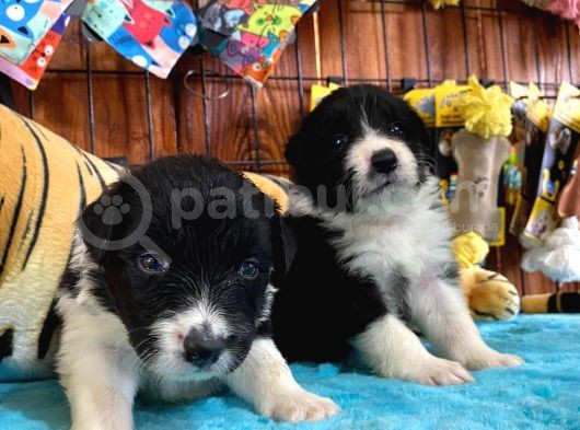 Dunyani̇n En Zeki̇ Irki Border Collie görsel