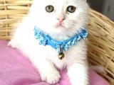 Kartopu Pamuk Oğlumuz Scottish Fold Bebemiz