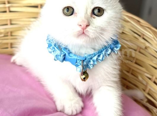 Kartopu Pamuk Oğlumuz Scottish Fold Bebemiz görsel