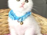 Kartopu Pamuk Oğlumuz Scottish Fold Bebemiz