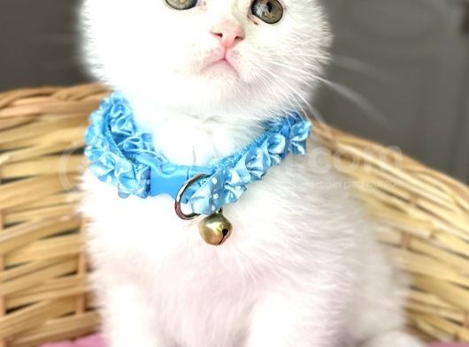Kartopu Pamuk Oğlumuz Scottish Fold Bebemiz görsel