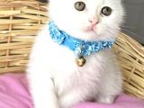 Kartopu Pamuk Oğlumuz Scottish Fold Bebemiz