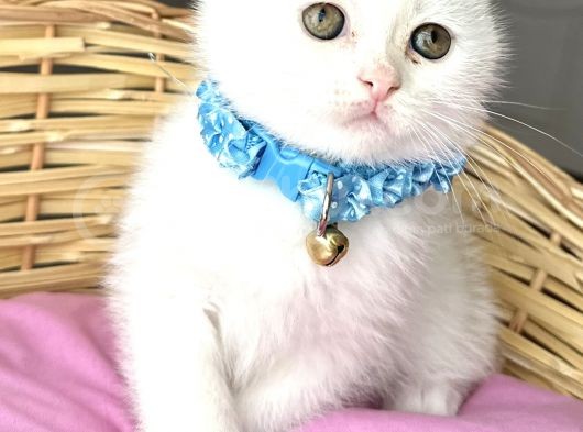 Kartopu Pamuk Oğlumuz Scottish Fold Bebemiz görsel