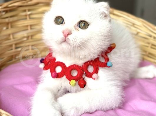 Kartopu Pamuk Oğlumuz Scottish Fold Bebemiz görsel