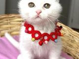 Kartopu Pamuk Oğlumuz Scottish Fold Bebemiz