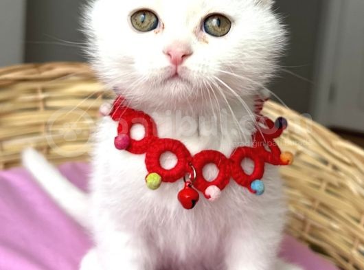 Kartopu Pamuk Oğlumuz Scottish Fold Bebemiz