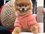 Teddy Surat Yeti̇şki̇n Güzeller Güzeli̇ Kizimiz