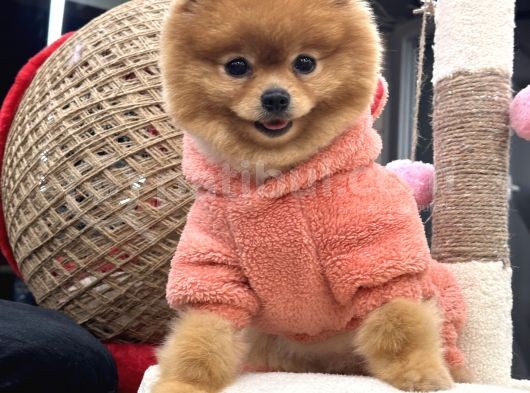 Teddy Surat Yeti̇şki̇n Güzeller Güzeli̇ Kizimiz görsel