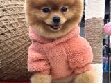 Teddy Surat Yeti̇şki̇n Güzeller Güzeli̇ Kizimiz