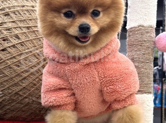 Teddy Surat Yeti̇şki̇n Güzeller Güzeli̇ Kizimiz görsel