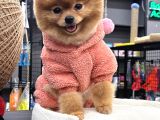 Teddy Surat Yeti̇şki̇n Güzeller Güzeli̇ Kizimiz