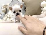 MİNİ SAFKAN CHIHUAHUA YAVRULARIMIZ