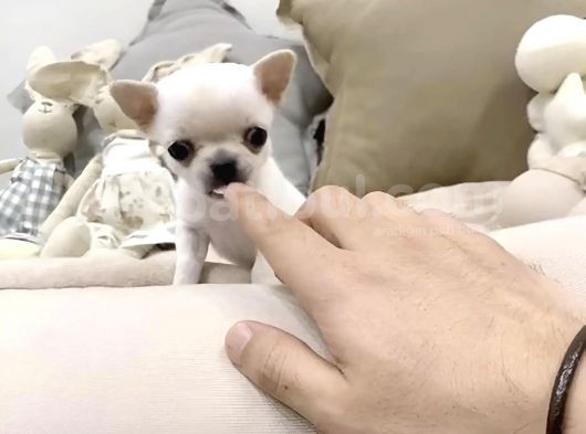 Mi̇ni̇ Safkan Chihuahua Yavrularimiz