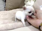 Mi̇ni̇ Safkan Chihuahua Yavrularimiz