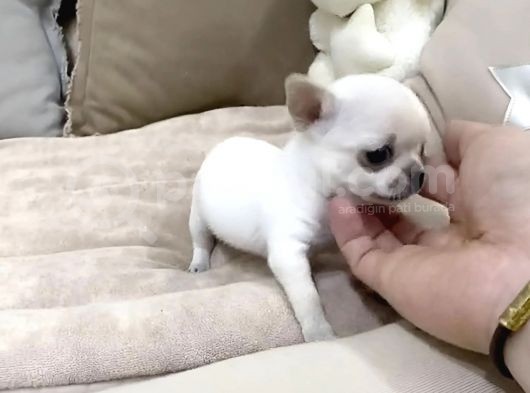 Mi̇ni̇ Safkan Chihuahua Yavrularimiz görsel