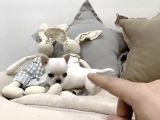 Mi̇ni̇ Safkan Chihuahua Yavrularimiz