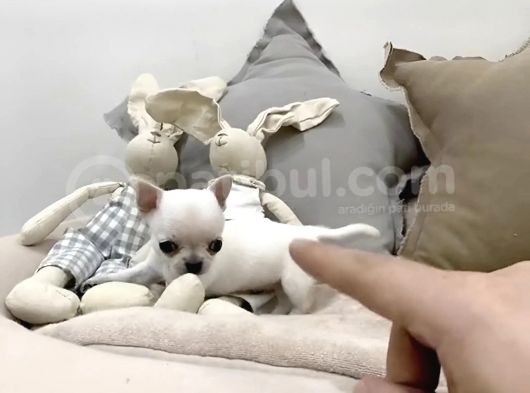 Mi̇ni̇ Safkan Chihuahua Yavrularimiz görsel