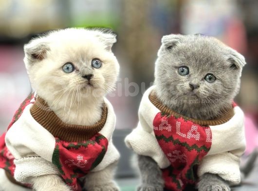 Oyuncak Gi̇bi̇ Yuvarlak Yüzlü Safkan Bebekler