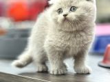 Oyuncak Gi̇bi̇ Yuvarlak Yüzlü Safkan Bebekler