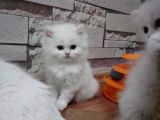 EFSANE GÜZELLİKTE BRİTİSH YAVRULARI VONALP PET GARANTİSİYLE